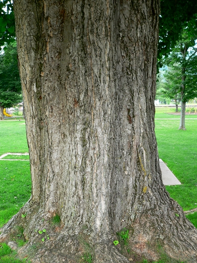 {Ginkgo biloba}